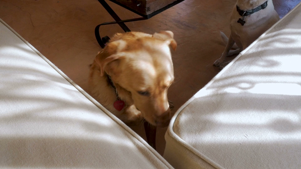 Mutlu uslu labrador retriever köpek oturma ve yemek a muamele etmek - Video, Çekim