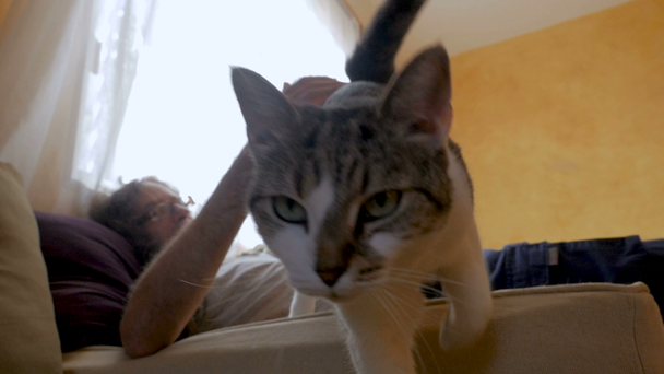 Uomo sdraiato accarezzare un gatto che cammina direttamente verso la fotocamera
 - Filmati, video