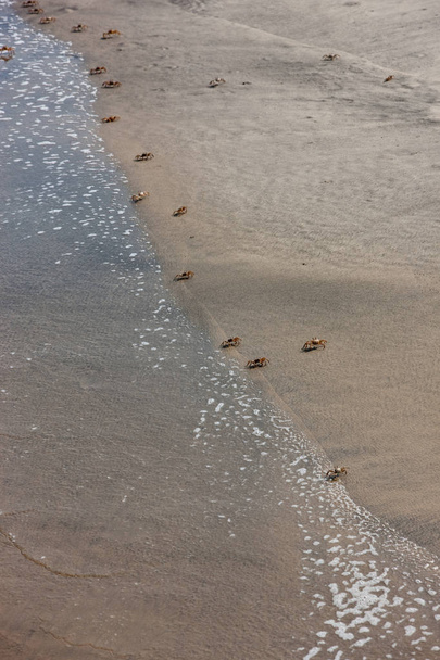 Kraby na spacer na plaży. Oglądany z góry. - Zdjęcie, obraz