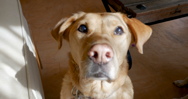 Primer plano de un perro feliz sentado y mirando hacia la cámara
 - Metraje, vídeo