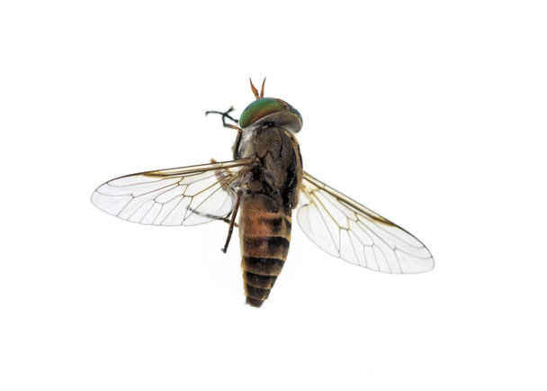 Лошадь или мартовская муха -
 - Фото, изображение