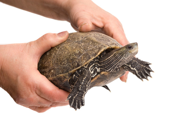 Hazar kaplumbağa - Fotoğraf, Görsel