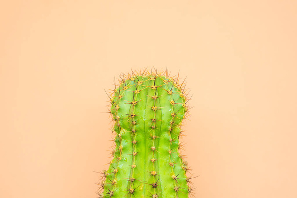 green cactus on a colored background for logo and cover - Foto, Bild