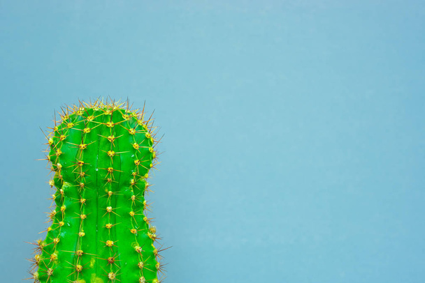green cactus on a colored background for logo and cover - Photo, image