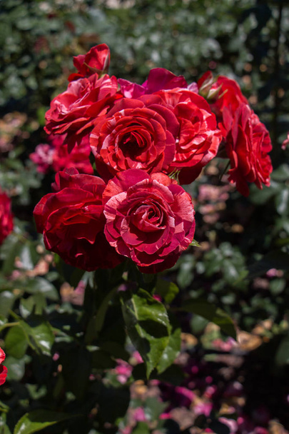 Gül bahçesinde güzel renkli güller - Fotoğraf, Görsel