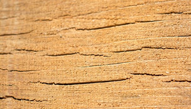 Cut tree stump surface as a background texture - Photo, Image