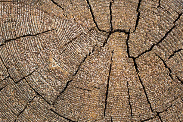 Cut tree stump surface as a background texture - Photo, Image