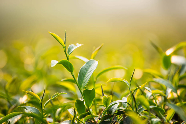 Green tea and fresh leaves, nature green tea concept - Foto, afbeelding