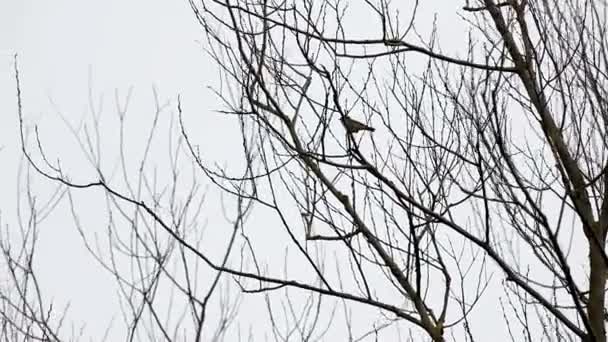 In de winter vindt u boomtoppen in het woud whit een vogel - Video