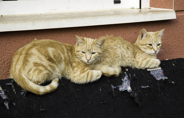 Gatos callejeros abandonados
 - Foto, Imagen