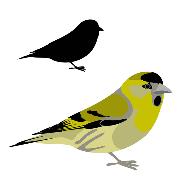 siskin bird vector illustration flat style  silhouette - Vector, Image