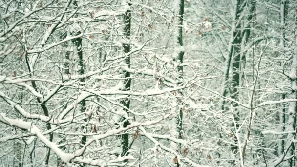 Zaśnieżony las lub park zimą - Materiał filmowy, wideo