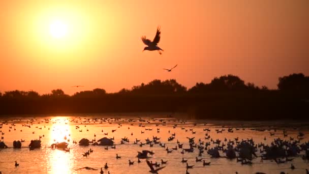 Pelicani e gabbiani sull'acqua all'alba
 - Filmati, video