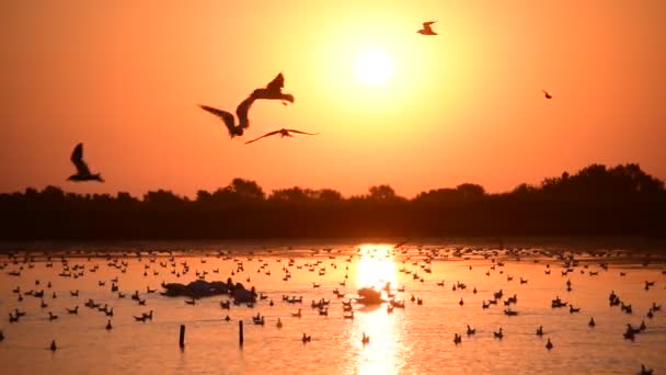 Sok pelikánok és a sirályok, a víz alatt napkelte - Felvétel, videó