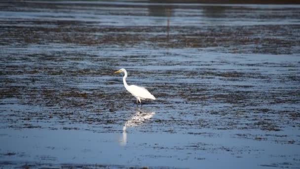 Great egret striding across wetlands - Footage, Video