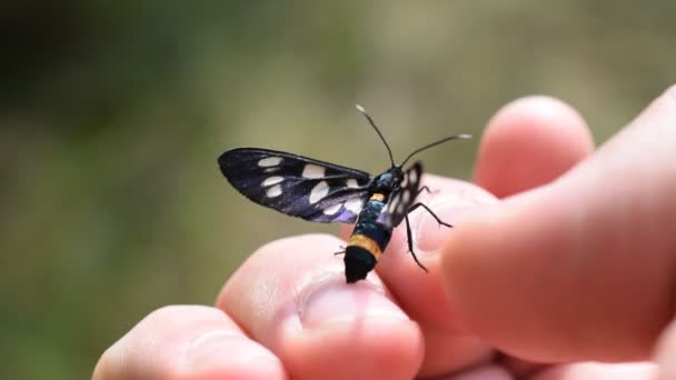 Devět skvrnitý můra motýl na lidské ruce - Záběry, video
