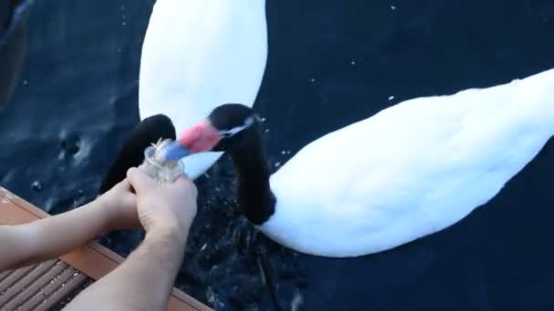 Rukou otce a dítě krmení černé hrdlem labutě - Záběry, video