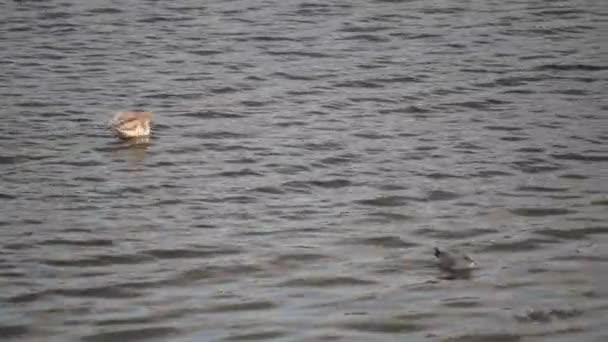Twee meeuwen nemen vleugel uit water - Video