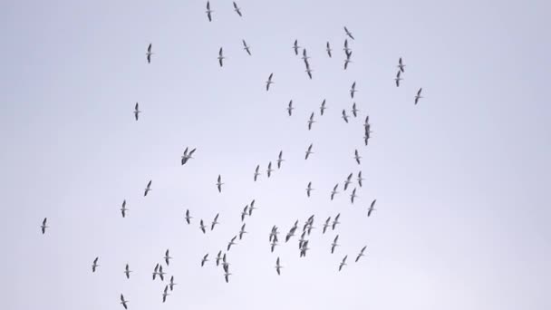 Suuri valkoinen pelikaanit lentää taivaalla muodostelmassa
 - Materiaali, video