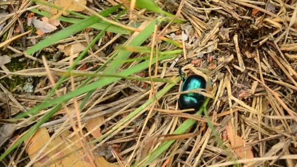 Geotrupidae. Vihertävä dorka kuoriainen ryömii maaperään metsässä ja kävelee ulos kehyksestä
 - Materiaali, video