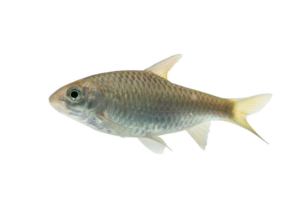 Puntius brevis(Swamp barb),Fresh raw fish isolated on white background with clipping path - Foto, afbeelding