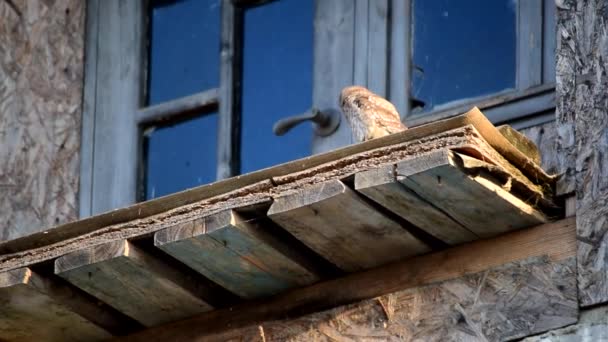 Hibou est assis sur un vieux bâtiment abandonné
 - Séquence, vidéo