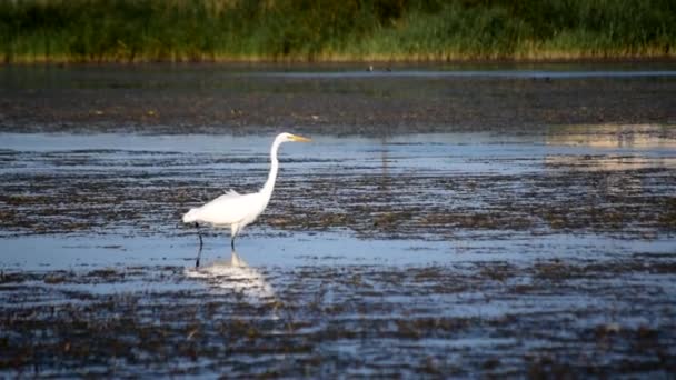 White great egret wading slowly and gracefully in a lake - Footage, Video