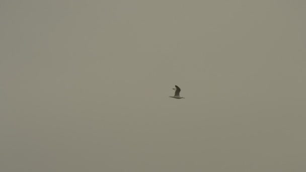 Gaviotas en vuelo sobre fondo en cielo gris
 - Imágenes, Vídeo