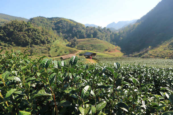 plantation de thé ou plante de thé
 - Photo, image