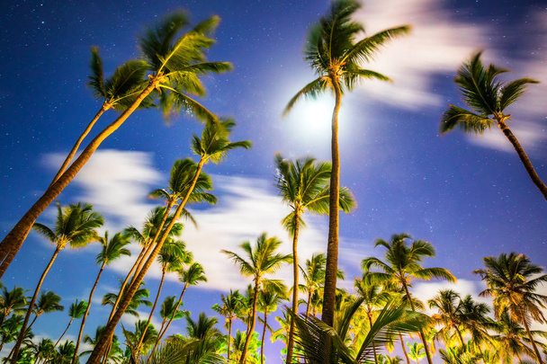 Coconut palm trees perspective view toward sky and clouds - Photo, Image