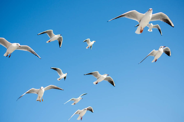 Чайки летят на фоне неба
 - Фото, изображение