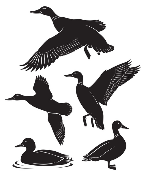 The figure shows the duck - Vector, Image