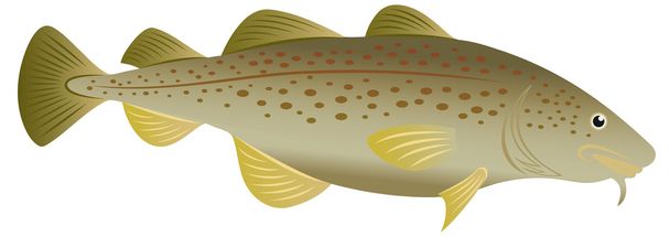 Cod fish - Vector, Image