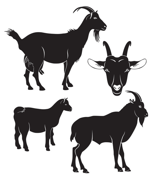 goat - Vektor, Bild