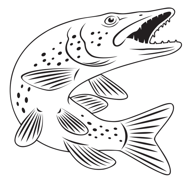 Щуковая рыба
 - Вектор,изображение