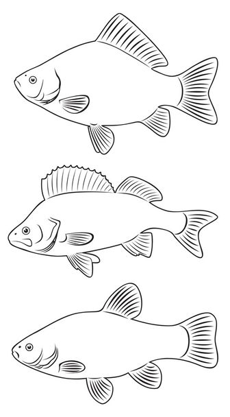 ryby słodkowodne - Wektor, obraz