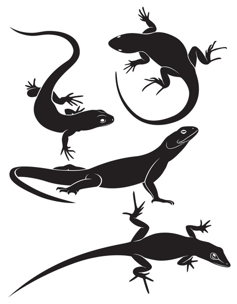 lizard - Vector, Image