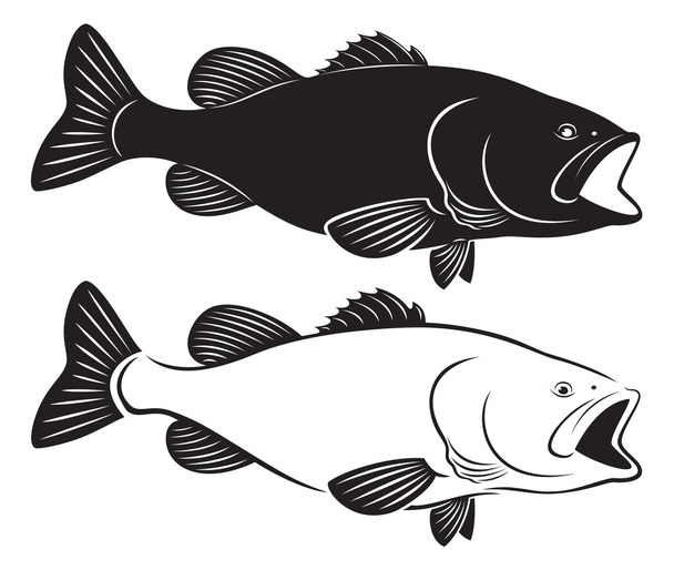 fish bass - Vector, Image