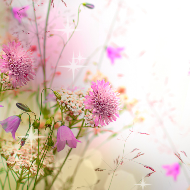Цветочная граница - цветок, красивый размытый фон
 - Фото, изображение