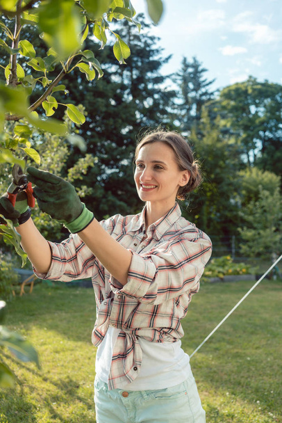Femme dans le jardin vérifier arbre fruitier
 - Photo, image