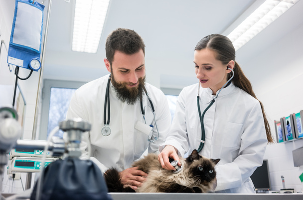 Dva mladí veterinární lékaři zkoumání kočka  - Fotografie, Obrázek