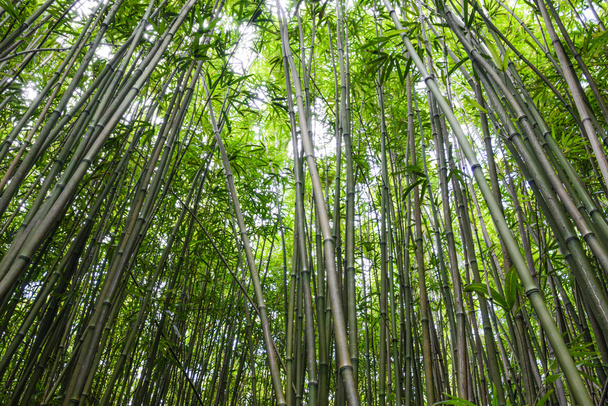 Bamboo Forest in Maui Hawaii - Foto, Imagem