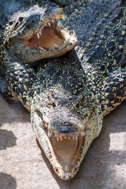 das amerikanische Krokodil (crocodylus acutus)). - Foto, Bild