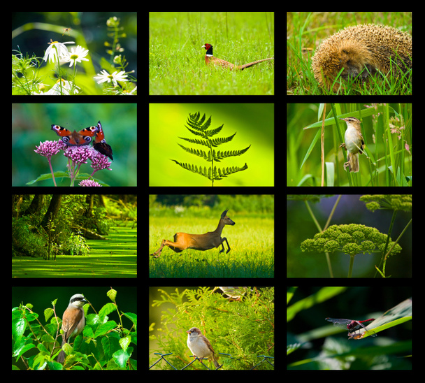 Natura selvaggia - Foto, immagini
