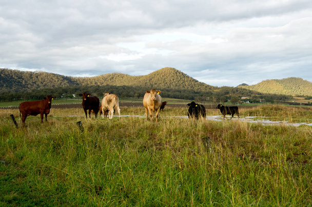 Pecuária no pasto no país australiano
. - Foto, Imagem