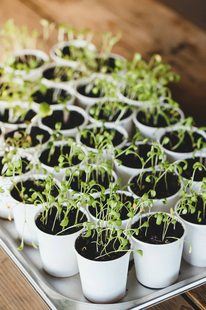 Mikro növényzet sült saláta kitûnõ a papír dobozok - Fotó, kép