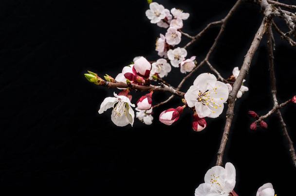 Cherry blossom have begun to bloom in April - Photo, Image