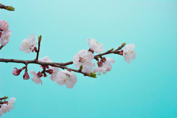 桜の花は 4 月に咲き始めています。 - 写真・画像