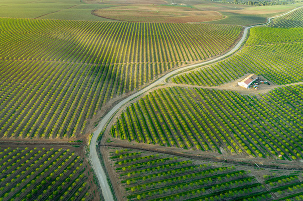 Luftaufnahmen der Mandelbaumplantage in Alentejo, Portugal - Foto, Bild