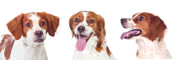 студийный портрет трех милых разных собак, изолированных на белом фоне
 - Фото, изображение